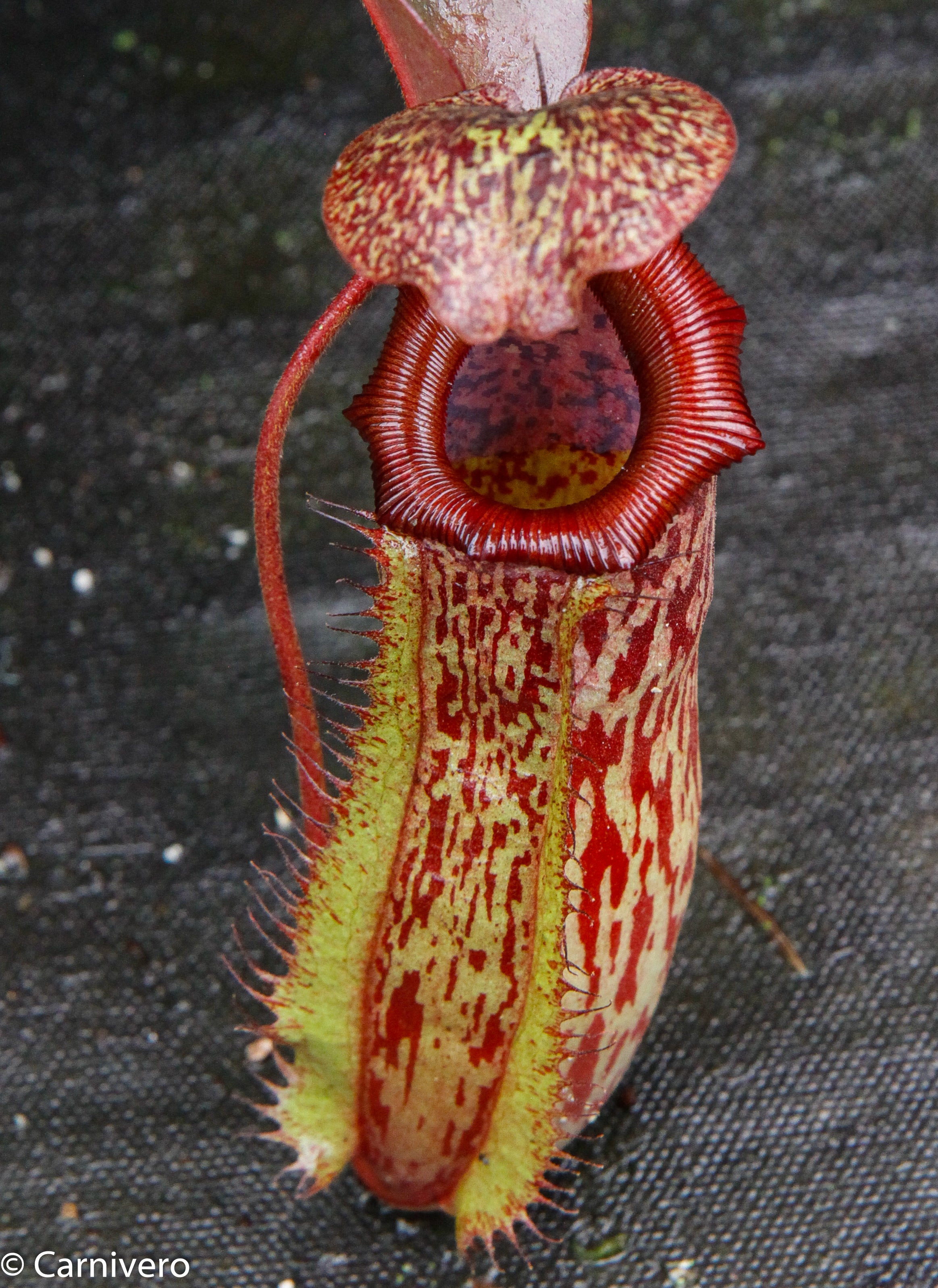 Nepenthes ventricosa Madja-as x [lowii x (northiana x veitchii