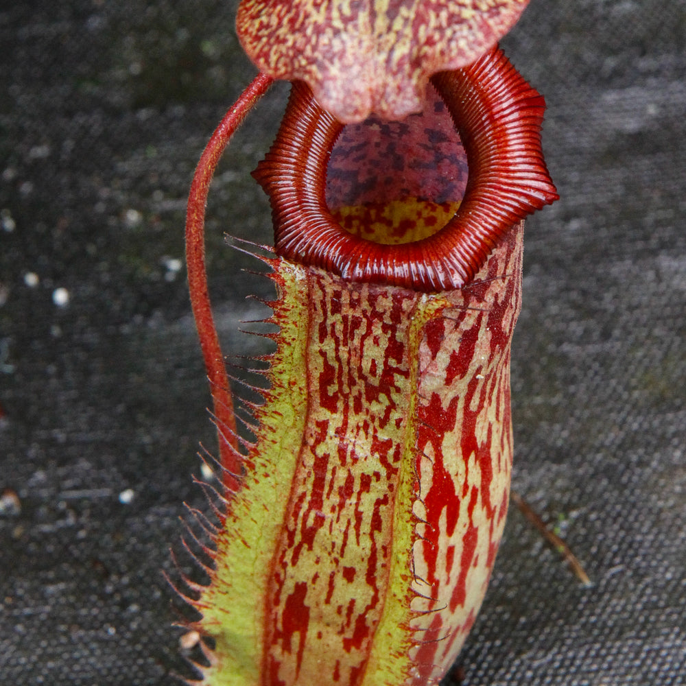 
                      
                        Nepenthes ventricosa Madja-as x [lowii x (northiana x veitchii)], CAR-0023
                      
                    