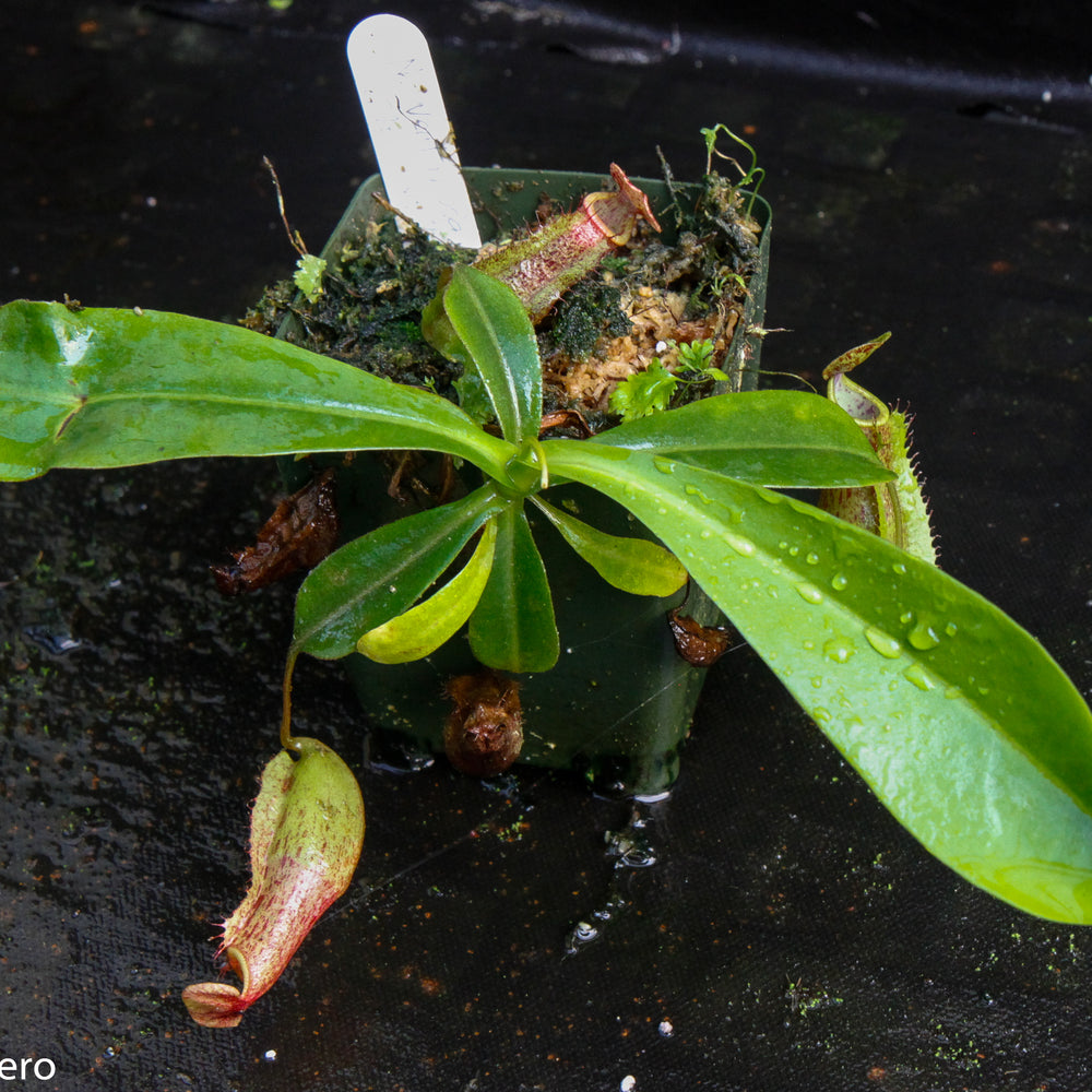 
                      
                        Nepenthes ventricosa Madja-as x [lowii x (northiana x veitchii)], CAR-0023
                      
                    