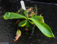 Nepenthes ventricosa Madja-as x [lowii x (northiana x veitchii)], CAR-0023