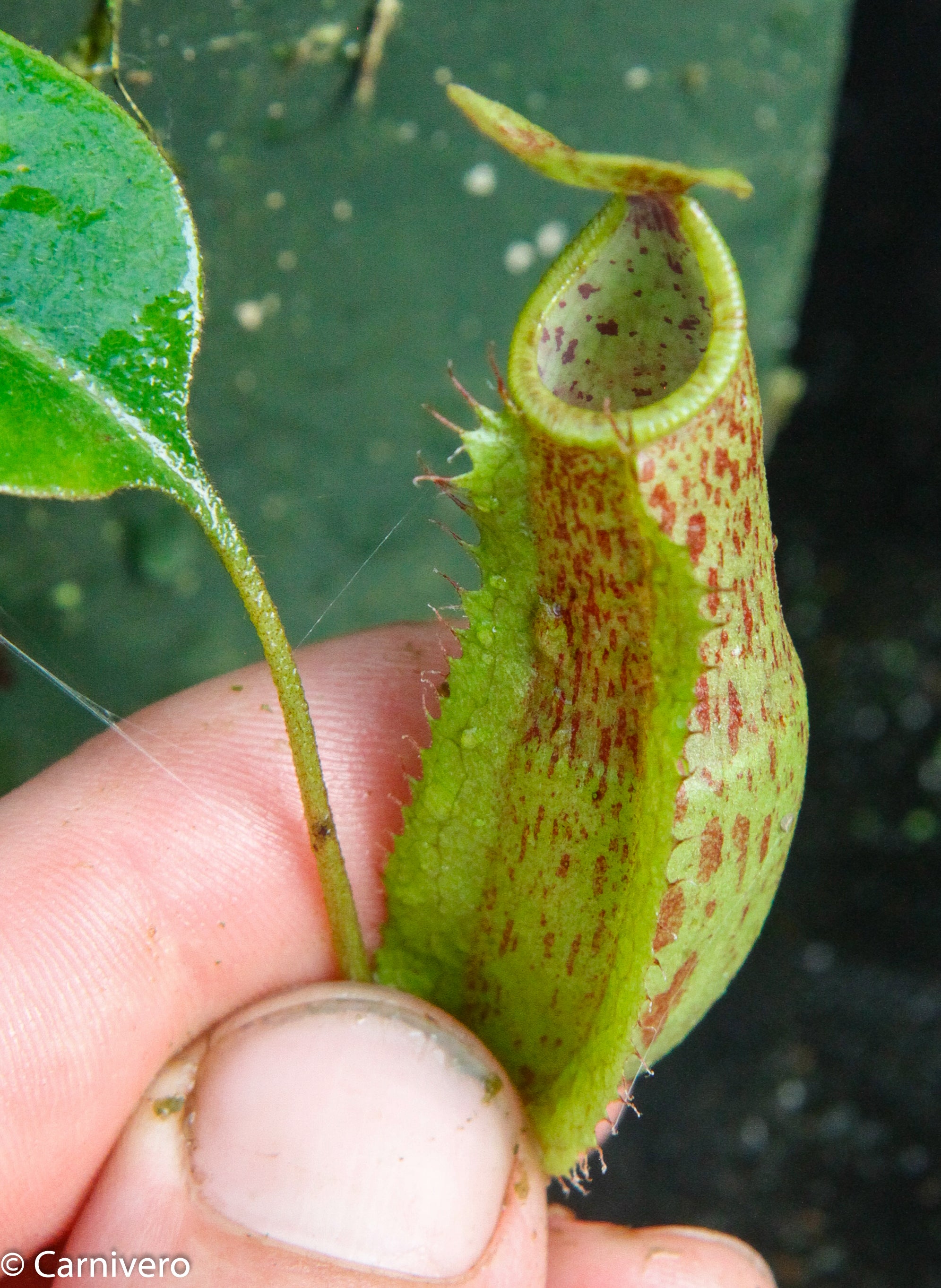 Nepenthes ventricosa Madja-as x [lowii x (northiana x veitchii