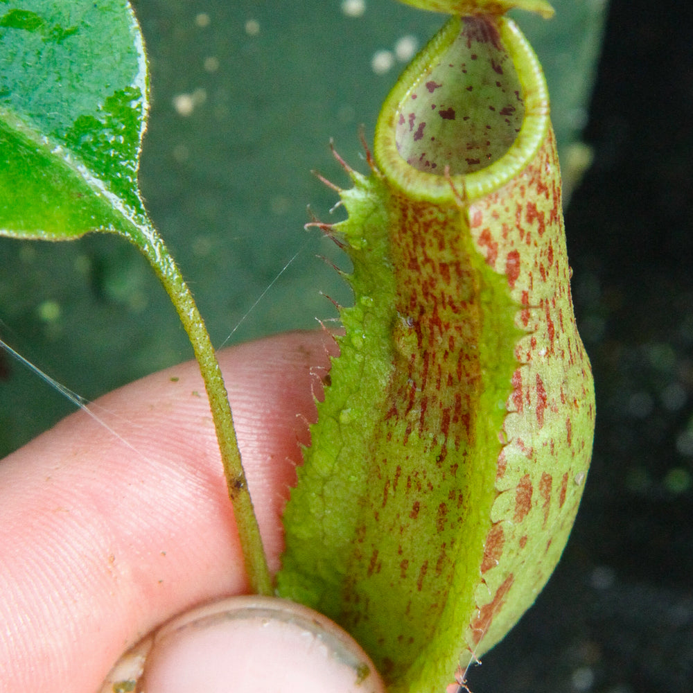 
                      
                        Nepenthes ventricosa Madja-as x [lowii x (northiana x veitchii)], CAR-0023
                      
                    
