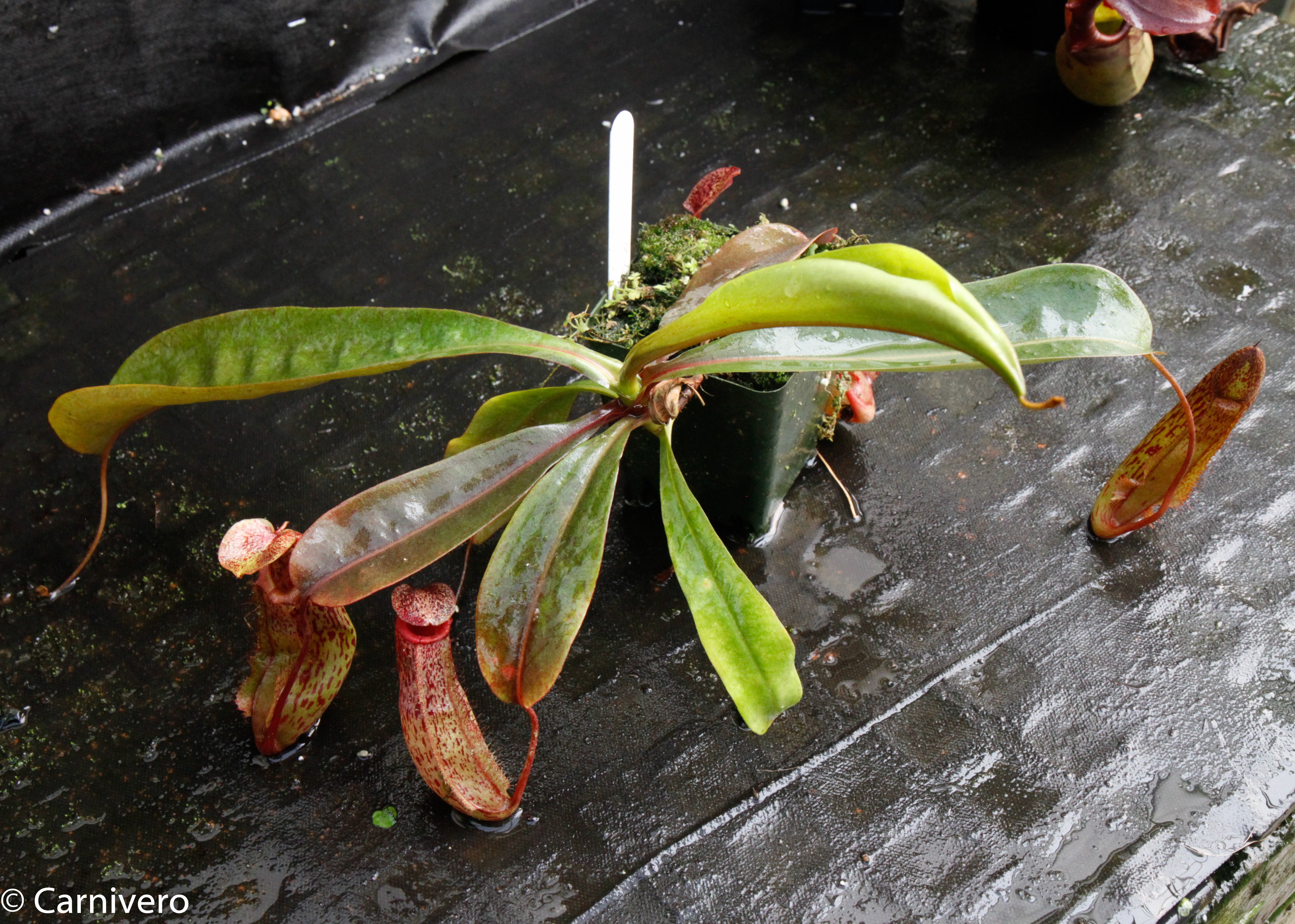 Nepenthes ventricosa Madja-as x [lowii x (northiana x veitchii