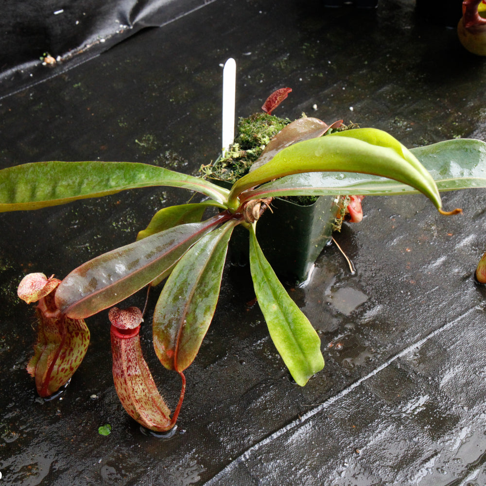 
                      
                        Nepenthes ventricosa Madja-as x [lowii x (northiana x veitchii)], CAR-0023
                      
                    