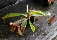 Nepenthes ventricosa Madja-as x [lowii x (northiana x veitchii)], CAR-0023