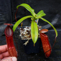 Nepenthes ventricosa x hamata