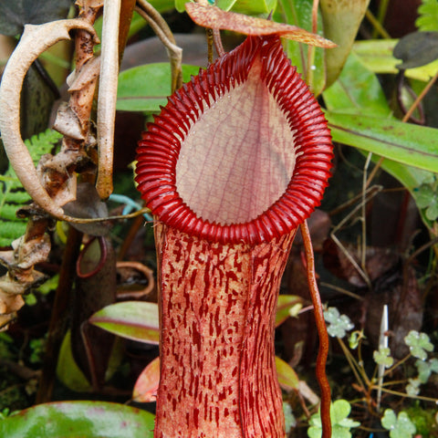 Nepenthes ventricosa x hamata BE-3672 red pitcher with tall tubular body and broad ribbed peristome