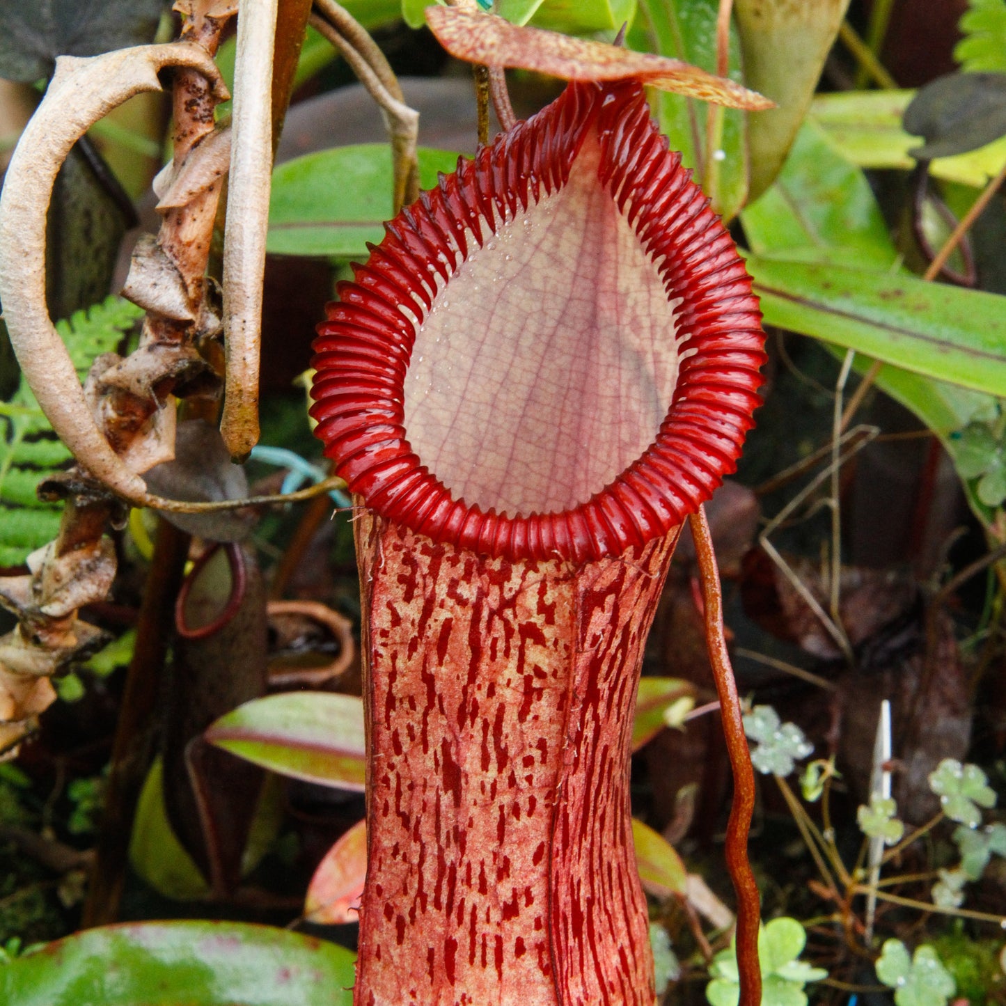 Nepenthes ventricosa x hamata, BE-3672
