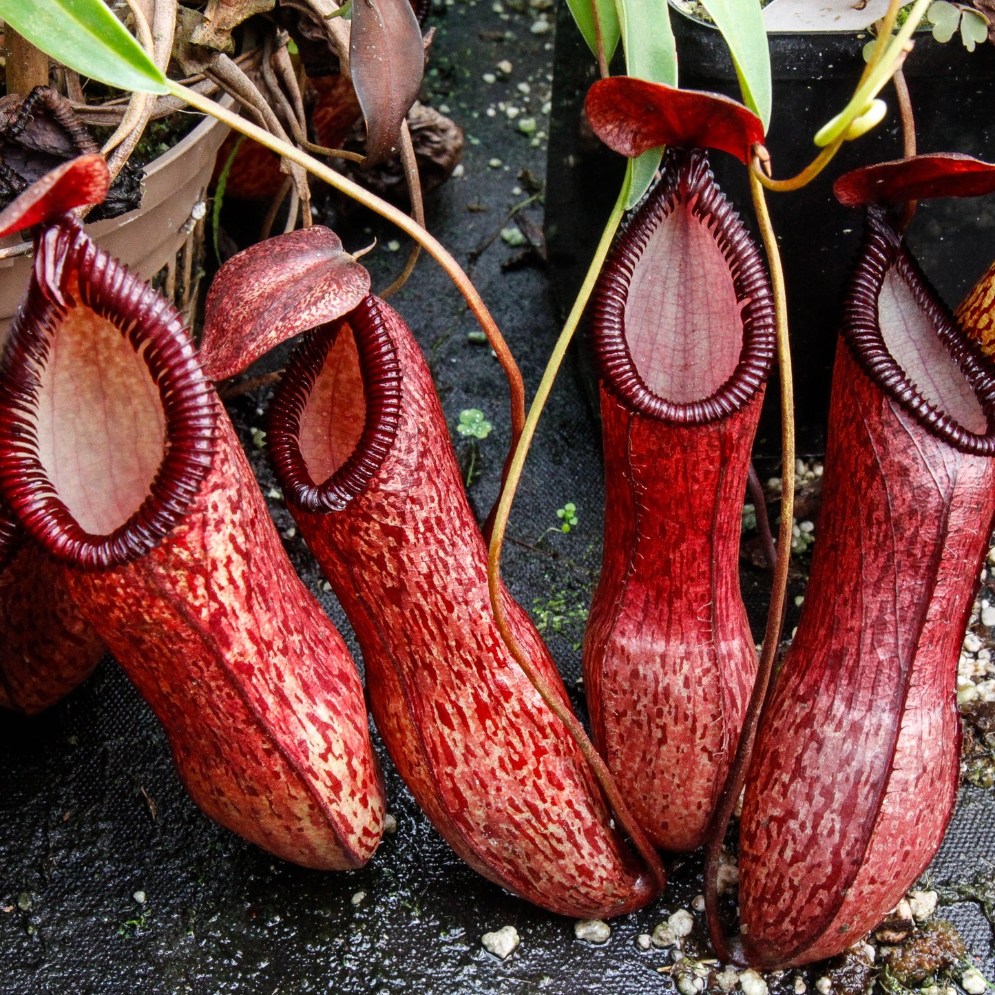 Nepenthes ventricosa x hamata, BE-3672