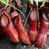 Nepenthes ventricosa x hamata