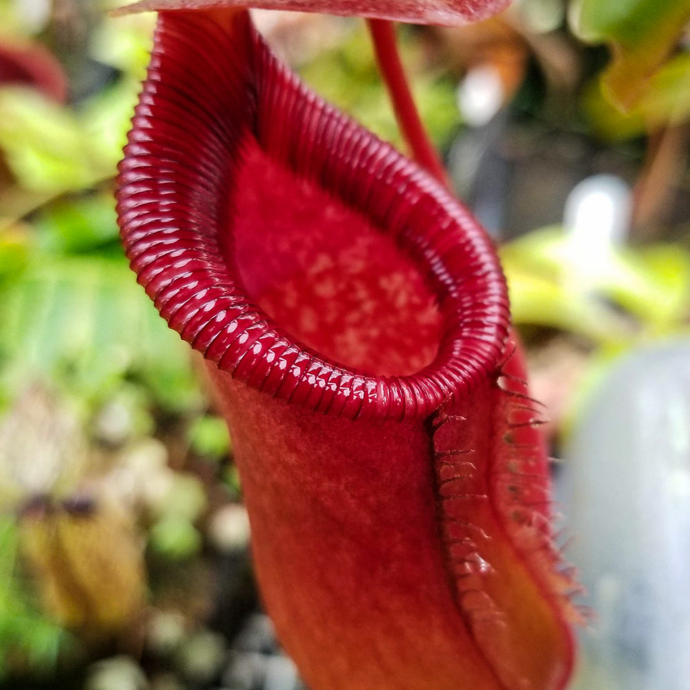 
                      
                        Nepenthes 'Briggsiana', ventricosa x lowii pitcher, Pitcher plant, carnivorous plant, collectors plant, pitchers, rare nepenthes, terrarium plant, easy to grow nepenthes, beginner nepenthes, beginner pitcher plants, nepenthes.
                      
                    