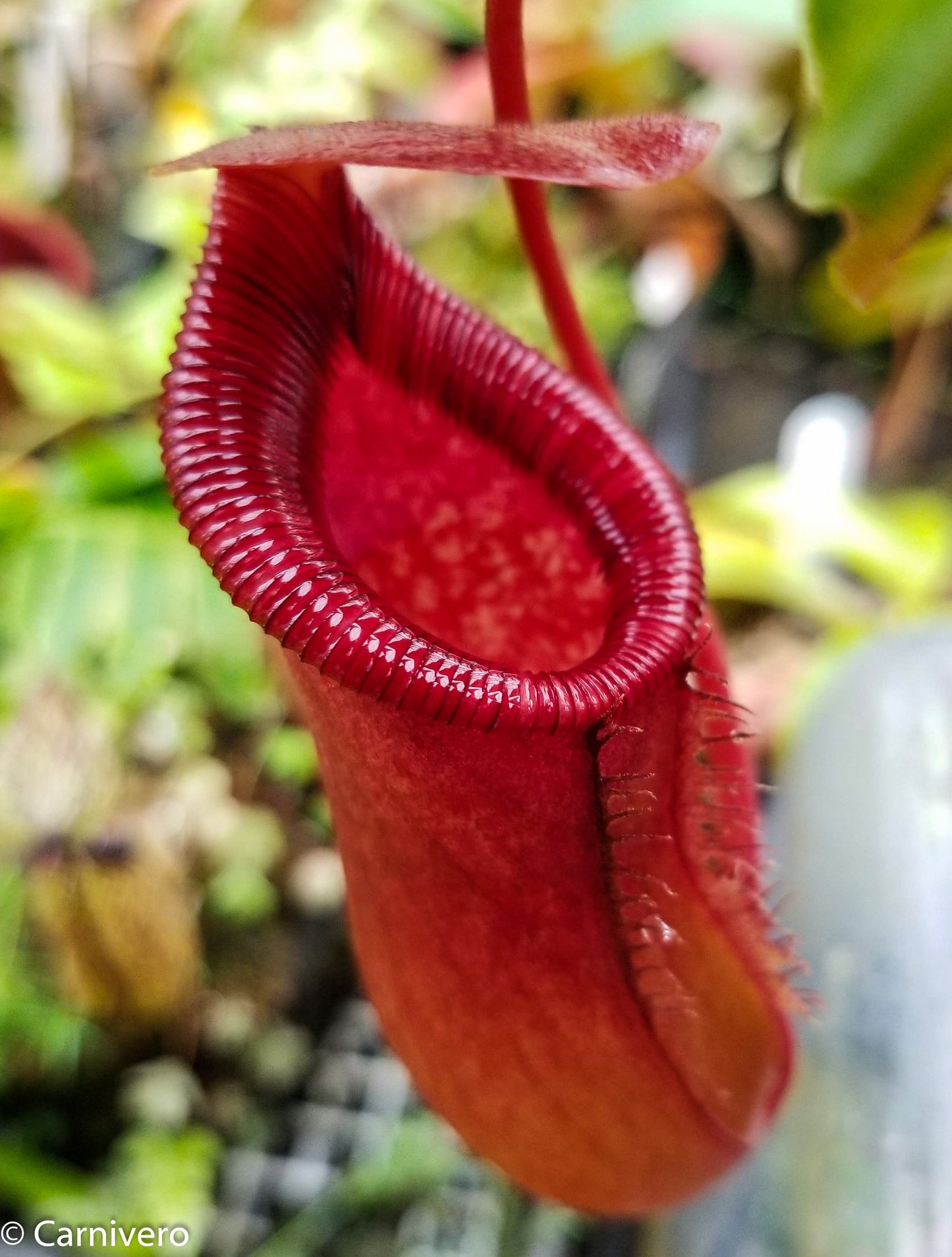 Nepenthes 'Briggsiana', ventricosa x lowii pitcher, Pitcher plant, carnivorous plant, collectors plant, pitchers, rare nepenthes, terrarium plant, easy to grow nepenthes, beginner nepenthes, beginner pitcher plants, nepenthes.