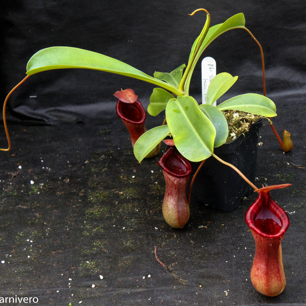 
                      
                        Nepenthes 'Briggsiana', ventricosa x lowii pitcher, Pitcher plant, carnivorous plant, collectors plant, pitchers, rare nepenthes, terrarium plant, easy to grow nepenthes, beginner nepenthes, beginner pitcher plants, nepenthes.
                      
                    