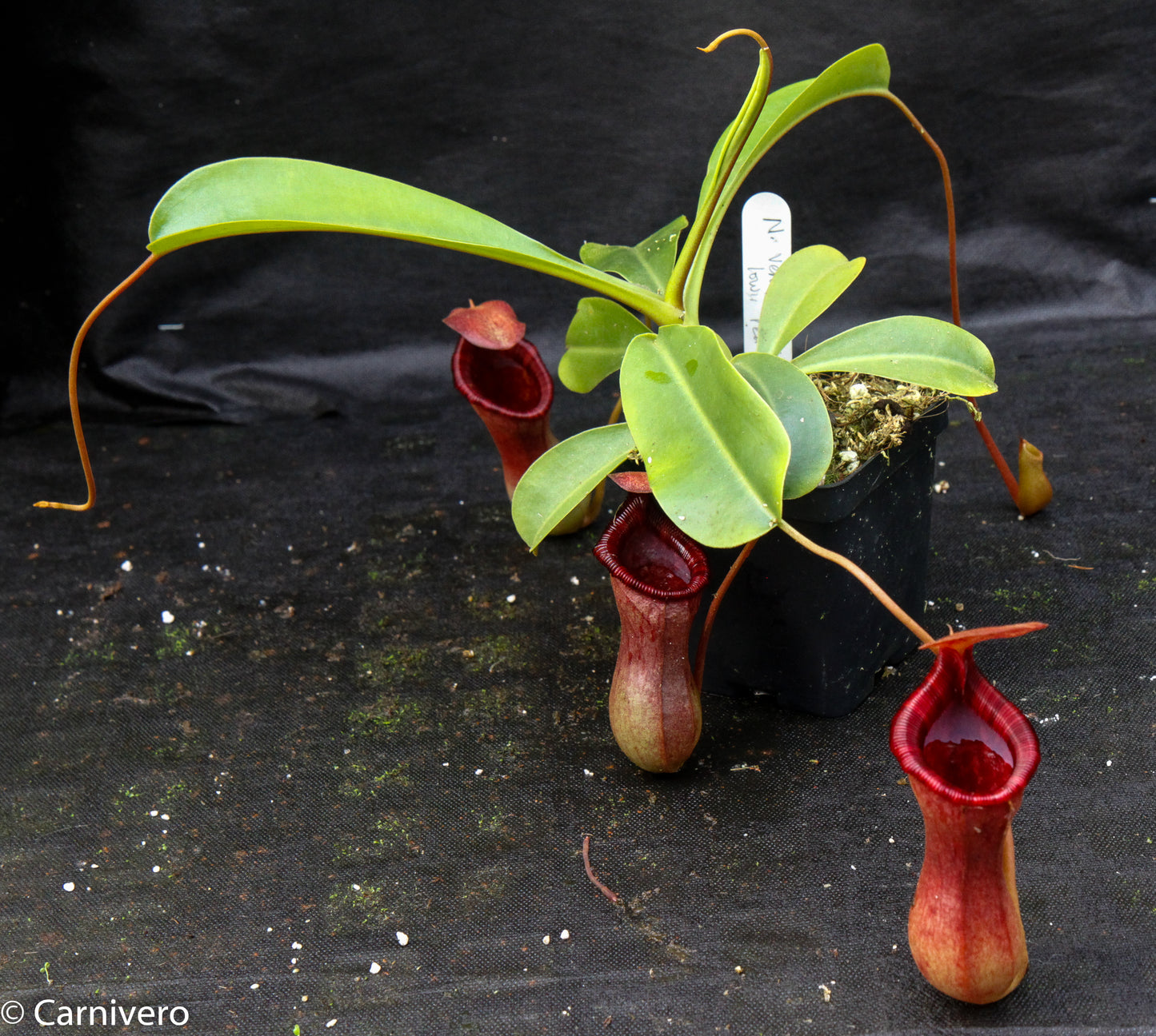 Nepenthes 'Briggsiana', ventricosa x lowii pitcher, Pitcher plant, carnivorous plant, collectors plant, pitchers, rare nepenthes, terrarium plant, easy to grow nepenthes, beginner nepenthes, beginner pitcher plants, nepenthes.