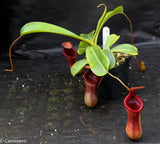 Nepenthes 'Briggsiana', ventricosa x lowii