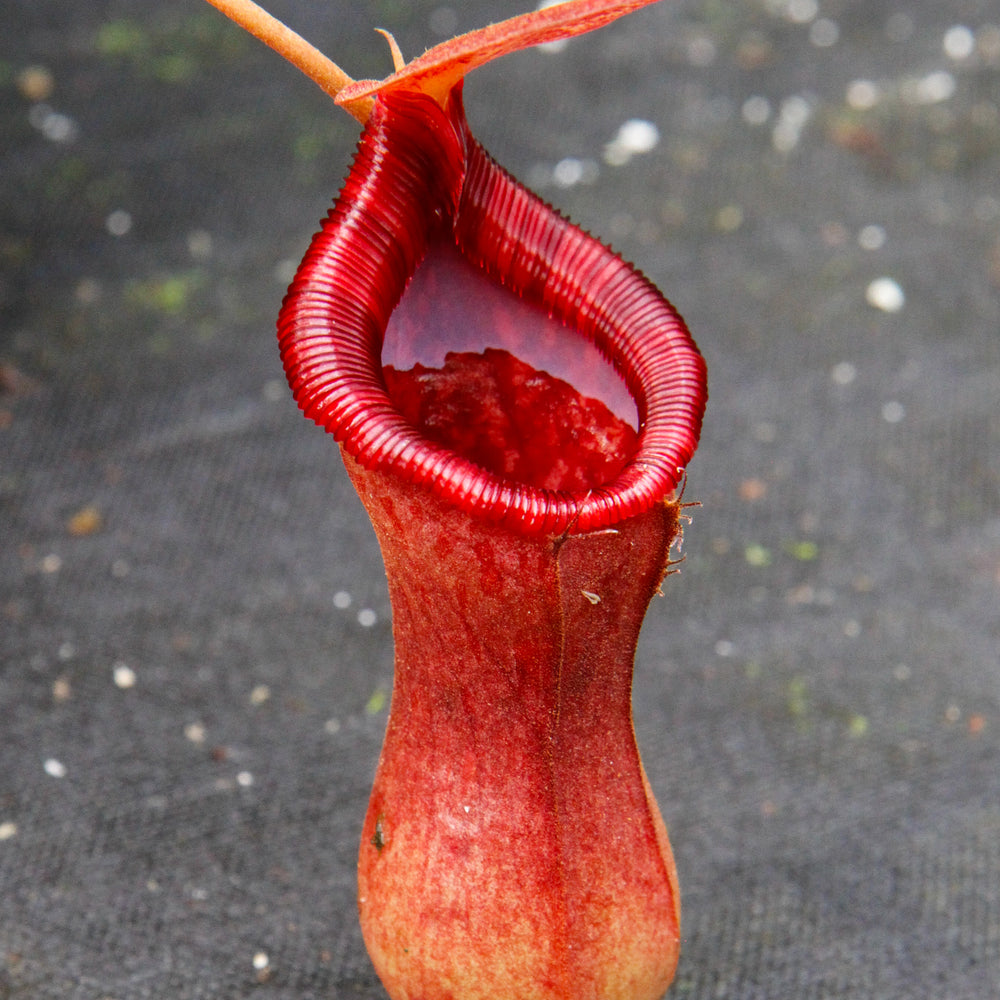 
                      
                        Nepenthes 'Briggsiana', ventricosa x lowii pitcher, Pitcher plant, carnivorous plant, collectors plant, pitchers, rare nepenthes, terrarium plant, easy to grow nepenthes, beginner nepenthes, beginner pitcher plants, nepenthes.
                      
                    