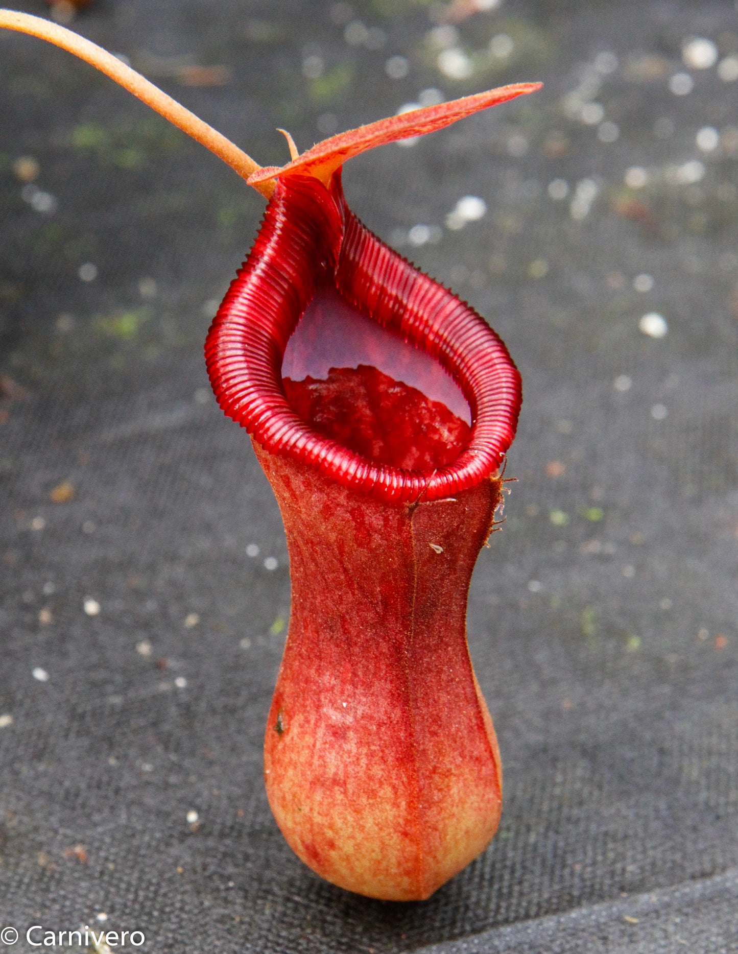 Nepenthes 'Briggsiana', ventricosa x lowii pitcher, Pitcher plant, carnivorous plant, collectors plant, pitchers, rare nepenthes, terrarium plant, easy to grow nepenthes, beginner nepenthes, beginner pitcher plants, nepenthes.