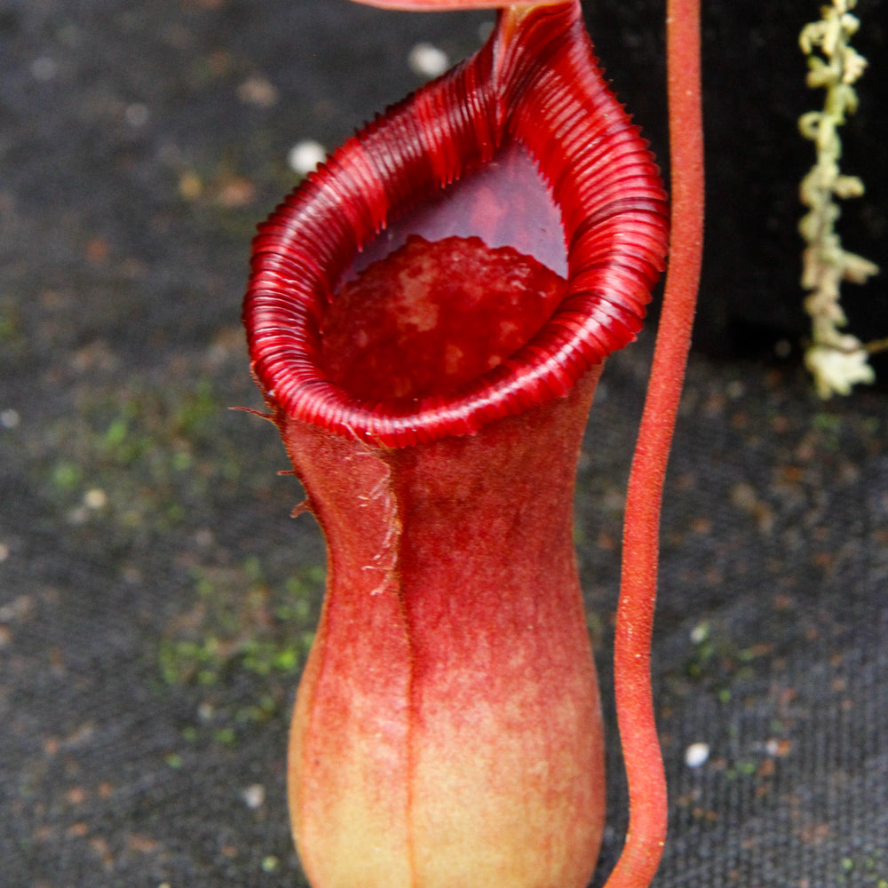 
                      
                        Nepenthes 'Briggsiana', ventricosa x lowii pitcher, Pitcher plant, carnivorous plant, collectors plant, pitchers, rare nepenthes, terrarium plant, easy to grow nepenthes, beginner nepenthes, beginner pitcher plants, nepenthes.
                      
                    