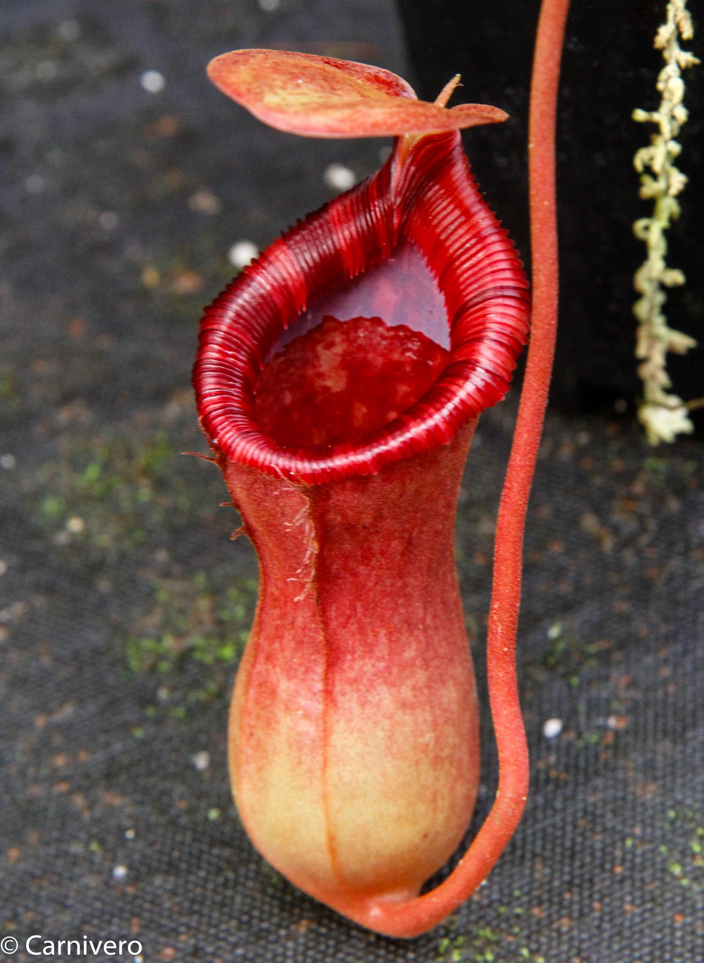 Nepenthes 'Briggsiana', ventricosa x lowii pitcher, Pitcher plant, carnivorous plant, collectors plant, pitchers, rare nepenthes, terrarium plant, easy to grow nepenthes, beginner nepenthes, beginner pitcher plants, nepenthes.