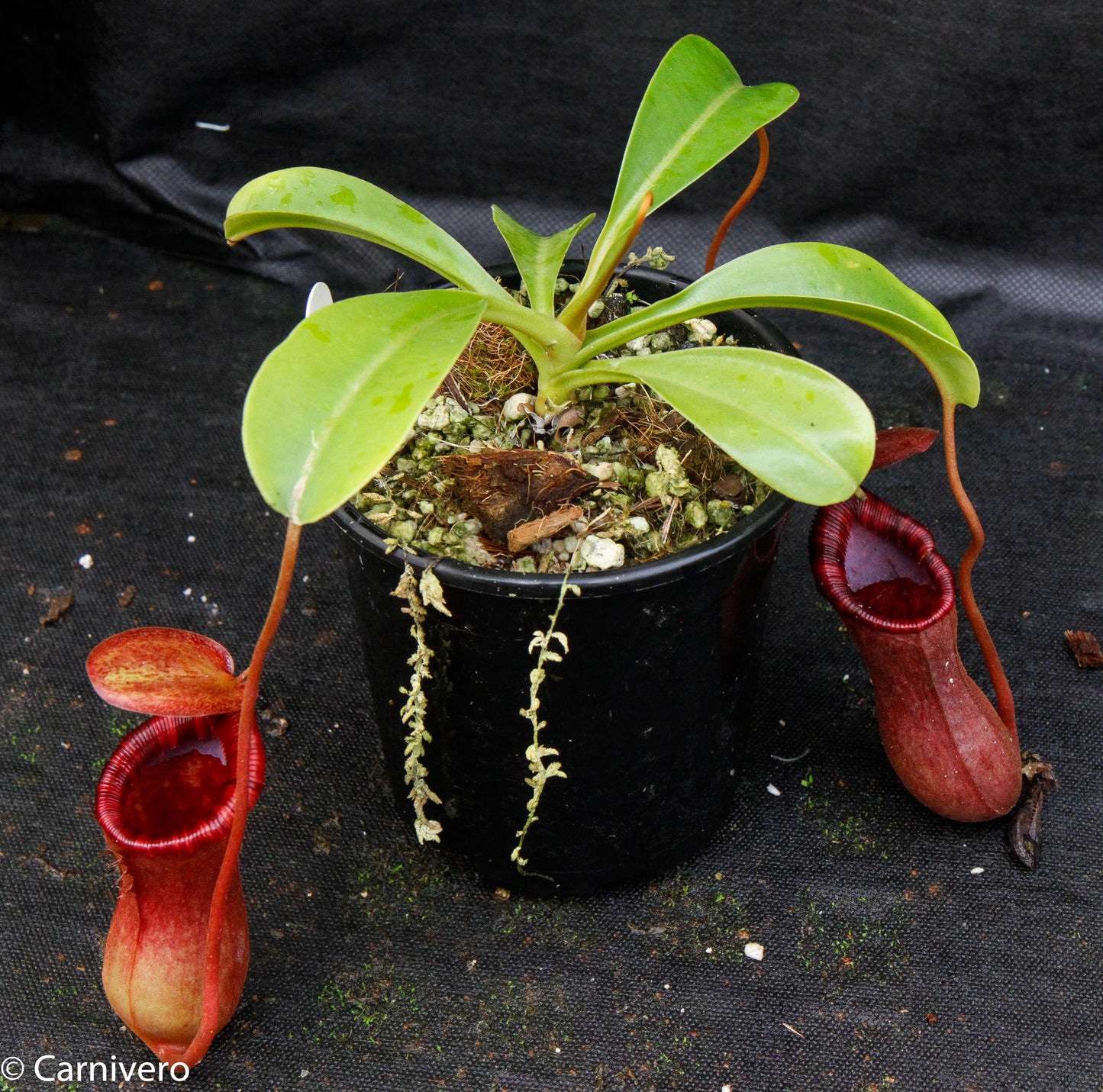 Nepenthes 'Briggsiana', ventricosa x lowii pitcher, Pitcher plant, carnivorous plant, collectors plant, pitchers, rare nepenthes, terrarium plant, easy to grow nepenthes, beginner nepenthes, beginner pitcher plants, nepenthes.