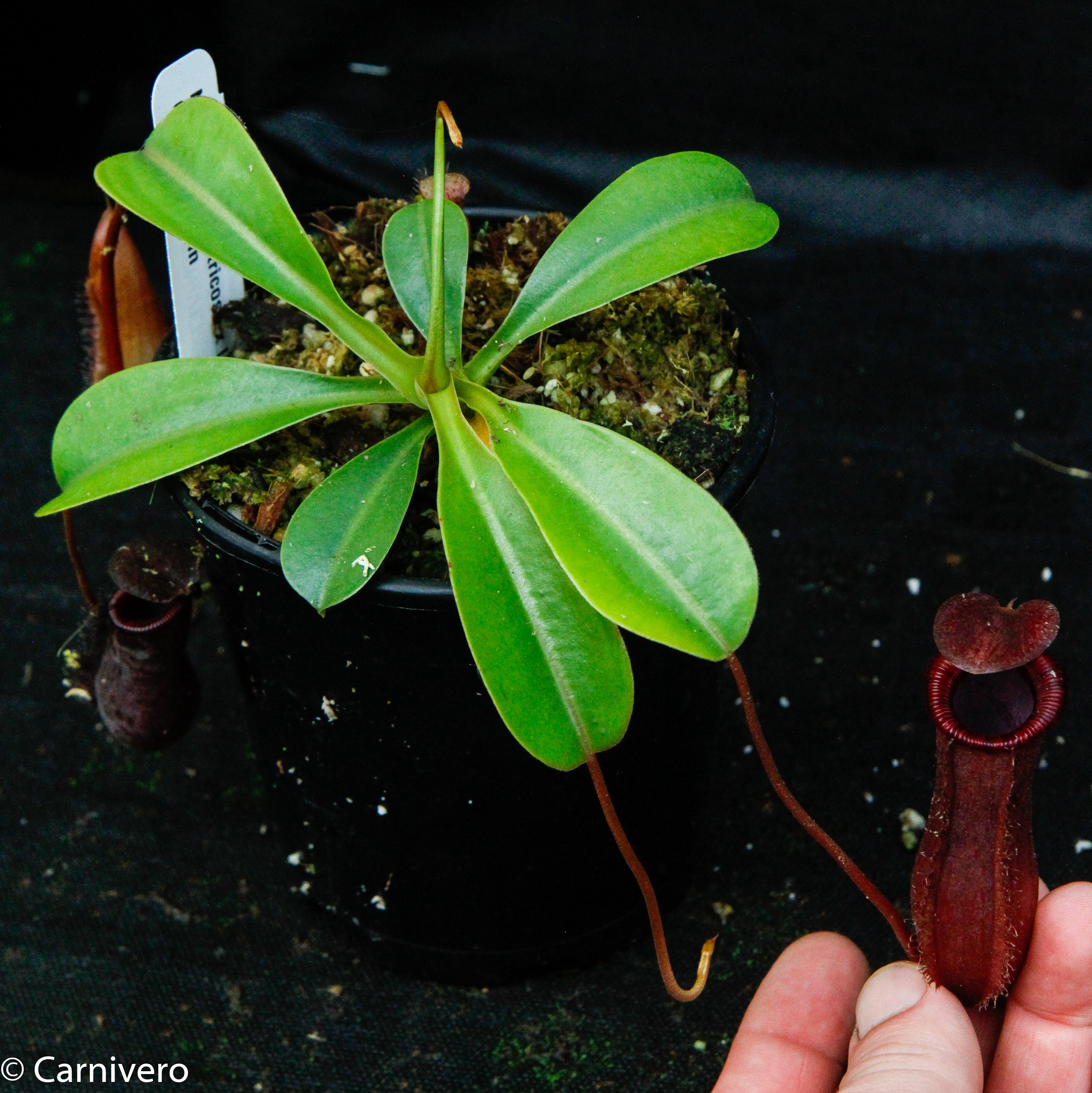 Nepenthes 'Briggsiana', ventricosa x lowii – Carnivero