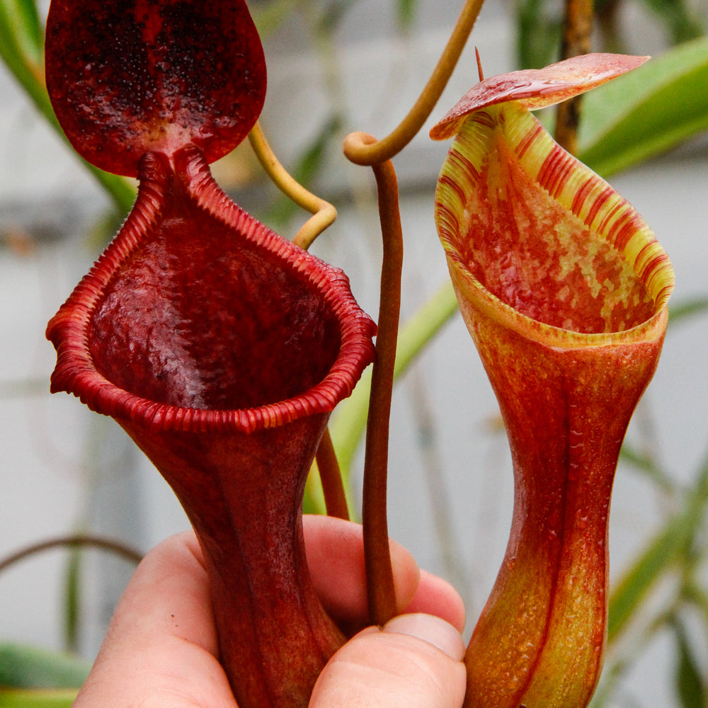 
                      
                        Nepenthes 'Briggsiana', ventricosa x lowii pitcher, Pitcher plant, carnivorous plant, collectors plant, pitchers, rare nepenthes, terrarium plant, easy to grow nepenthes, beginner nepenthes, beginner pitcher plants, nepenthes.
                      
                    