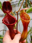 Nepenthes 'Briggsiana', ventricosa x lowii