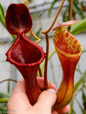 Nepenthes 'Briggsiana', ventricosa x lowii pitcher, Pitcher plant, carnivorous plant, collectors plant, pitchers, rare nepenthes, terrarium plant, easy to grow nepenthes, beginner nepenthes, beginner pitcher plants, nepenthes.