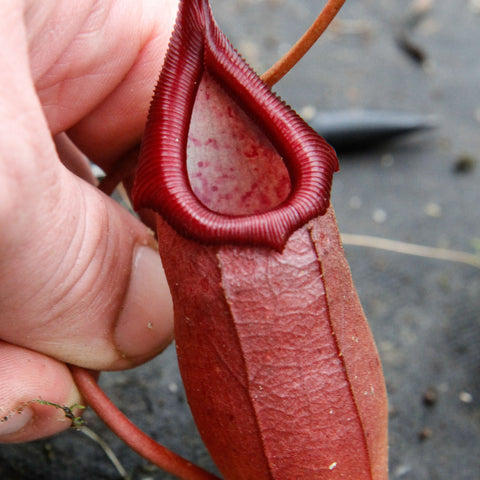 Close up of a red Nepenthes ventricosa x ovata pitcher with a ribbed peristome around the mouth