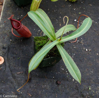 Nepenthes ventricosa x ovata - DM033