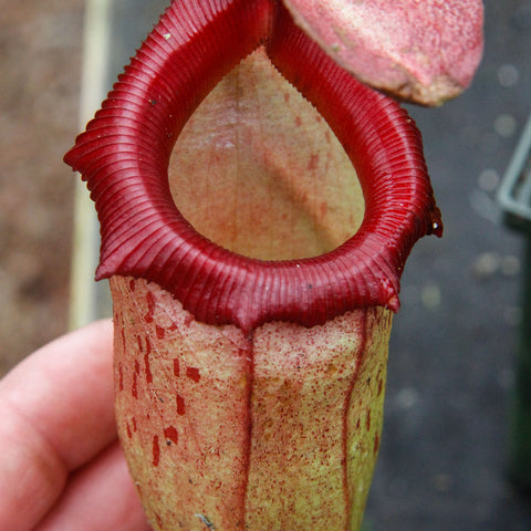 Nepenthes ventricosa x ovata Hawaii pitcher with bright red ribbed peristome held in hand