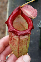 Nepenthes ventricosa x ovata Hawaii