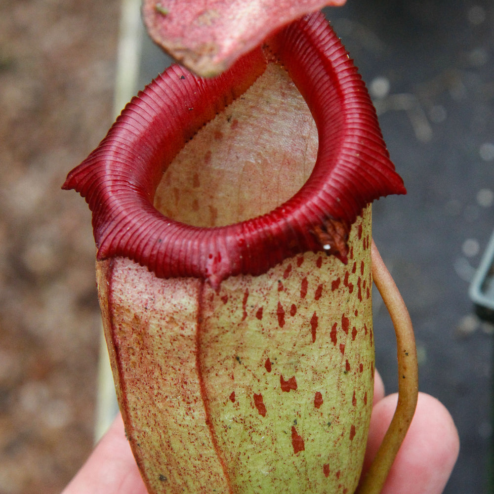 
                      
                        Nepenthes ventricosa x ovata Hawaii
                      
                    