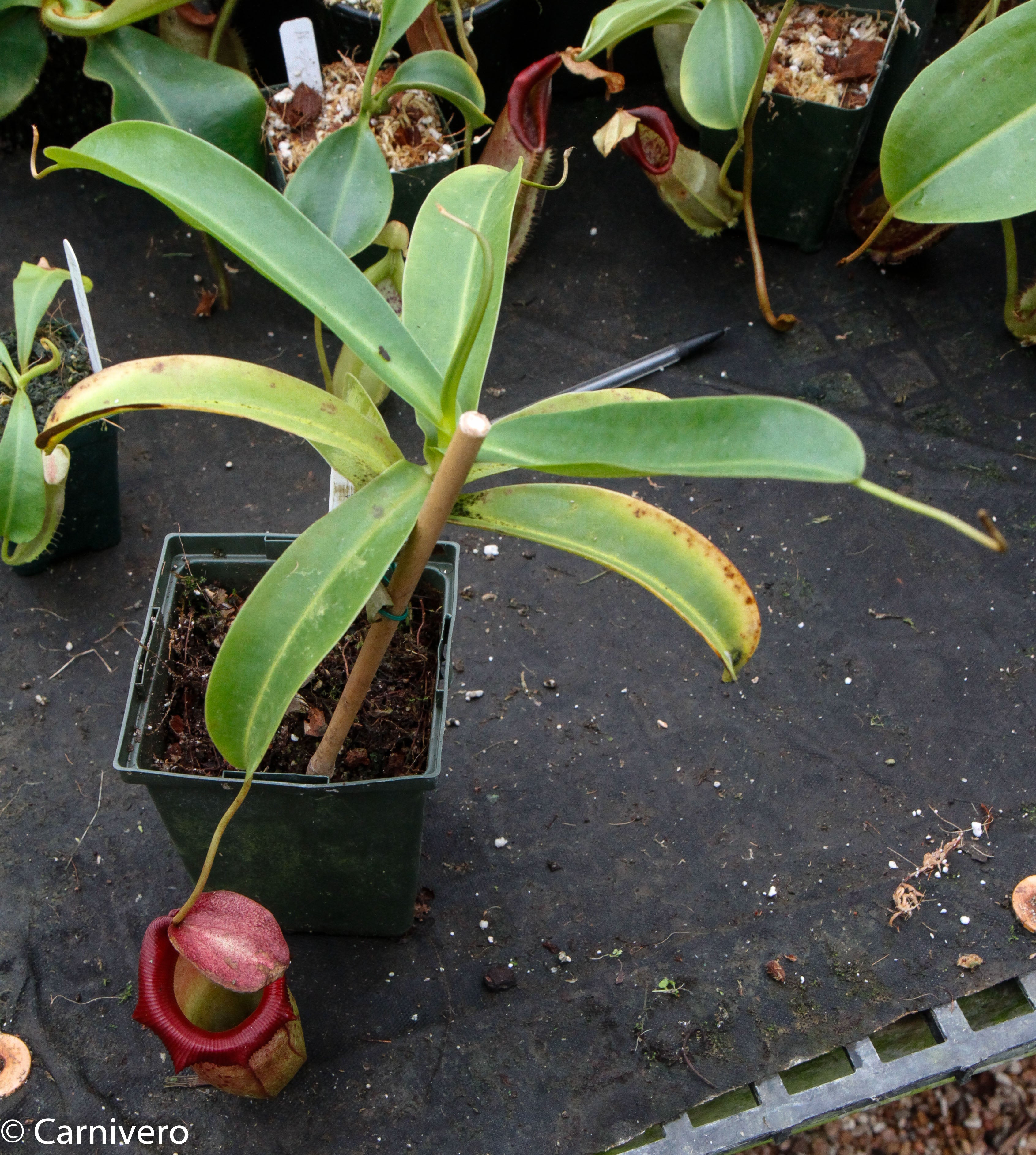 Nepenthes ventricosa x ovata Hawaii – Carnivero
