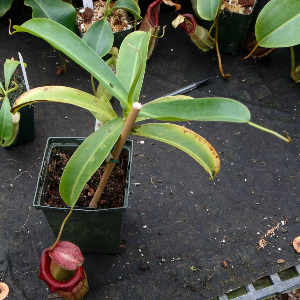 Nepenthes ventricosa x ovata Hawaii