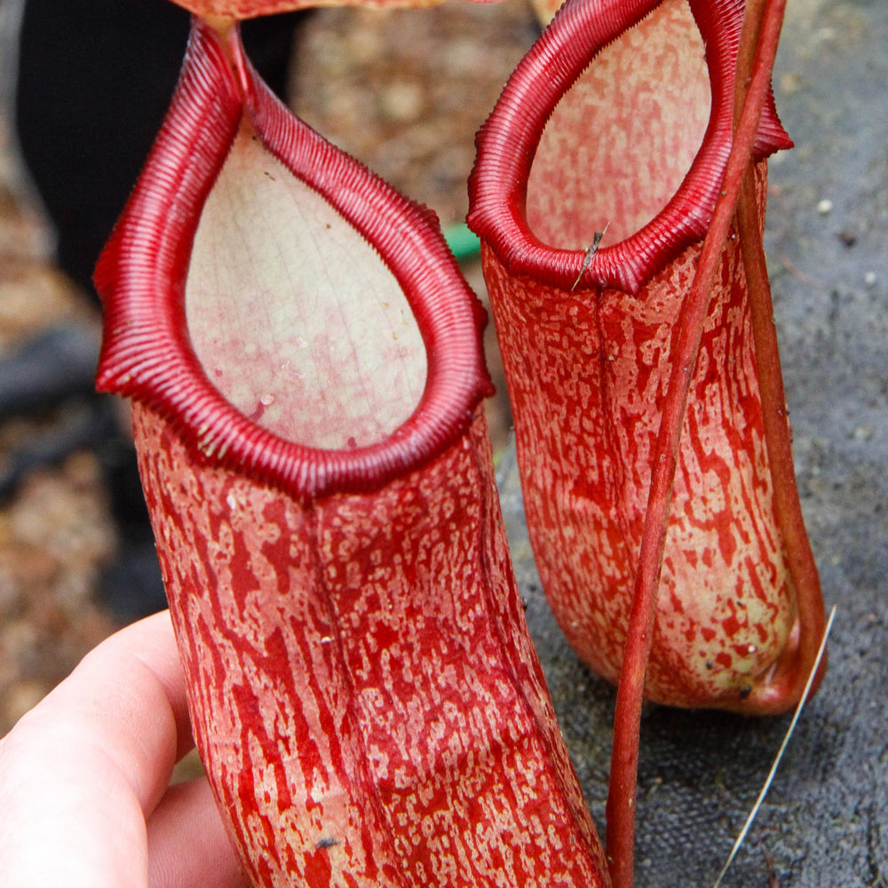 Nepenthes ventricosa x pectinata