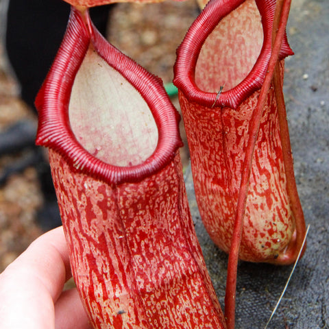 Close-up of a Nepenthes ventricosa x pectinata pitcher with a red speckled body and bright red peristome, held by a hand.