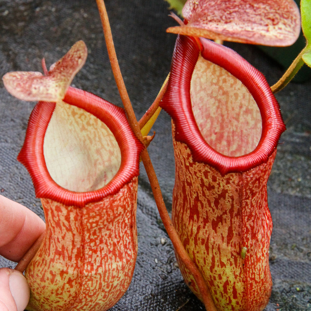 Nepenthes ventricosa x pectinata