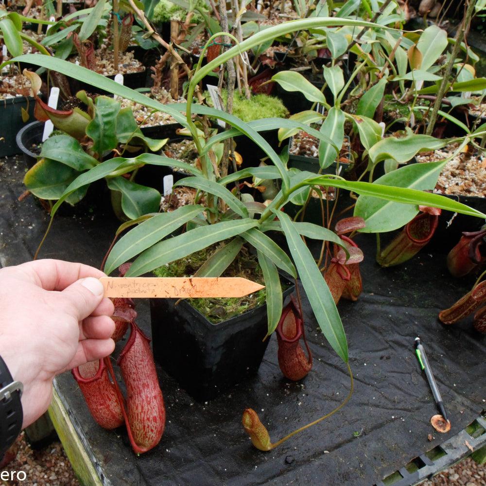 
                      
                        Nepenthes ventricosa x pectinata
                      
                    