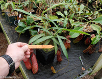 Nepenthes ventricosa x pectinata