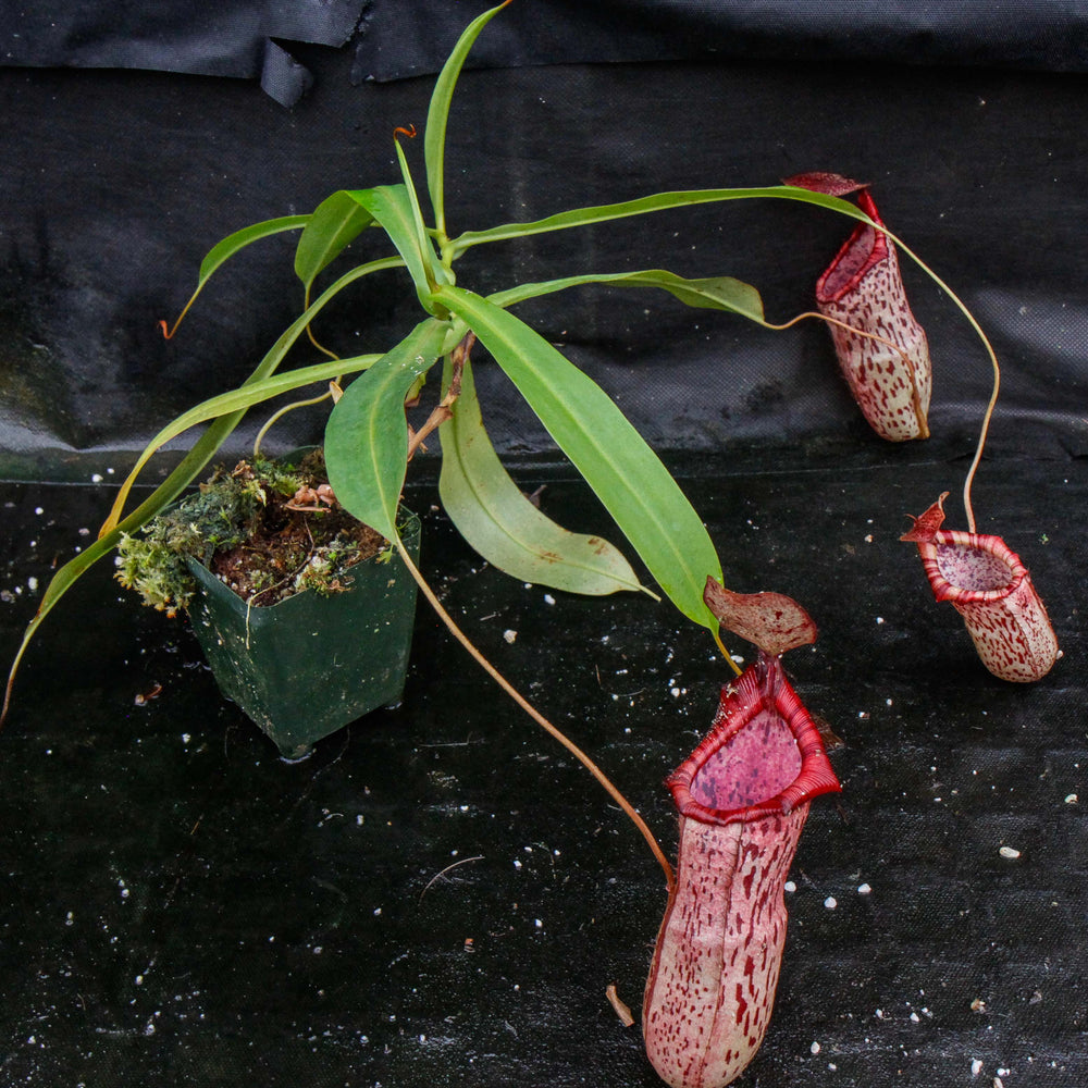 Nepenthes ventricosa x spectabilis