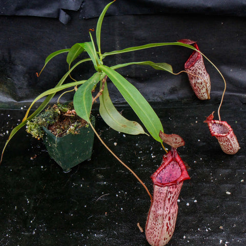 Nepenthes ventricosa x spectabilis plant with long green leaves and hanging red speckled pitchers.