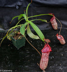 Nepenthes ventricosa x spectabilis