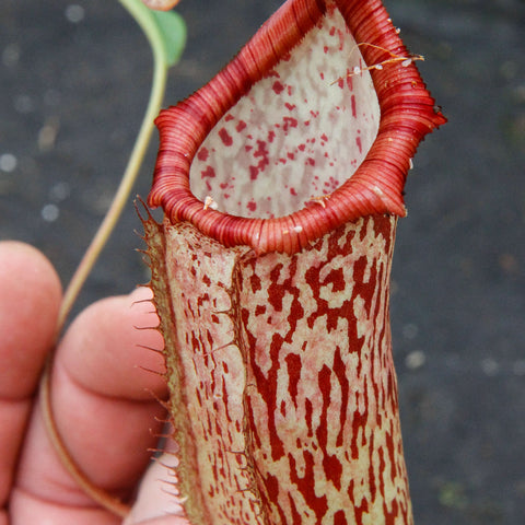 Close up of a Nepenthes spectabilis x ventricosa Exotica Plants pitcher with cream speckled body and red ribbed rim.
