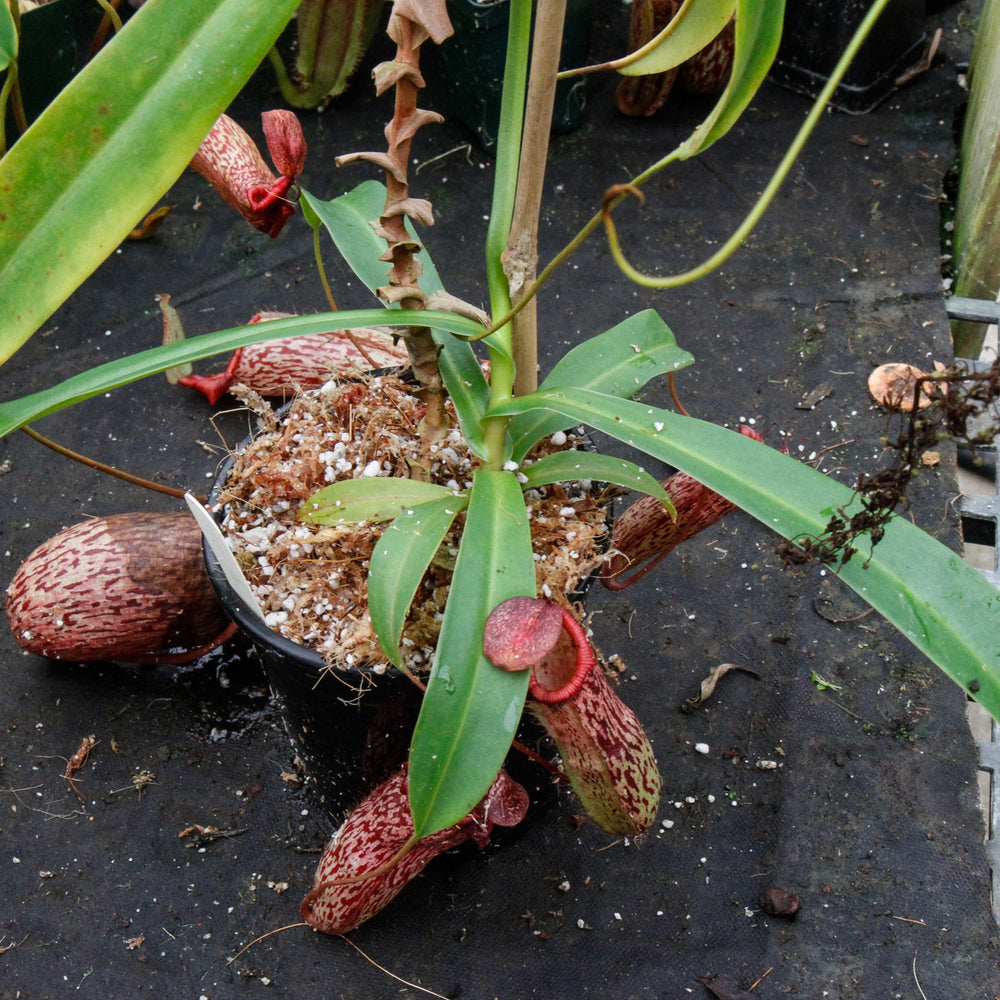 Nepenthes spectabilis x ventricosa, Exotica Plants
