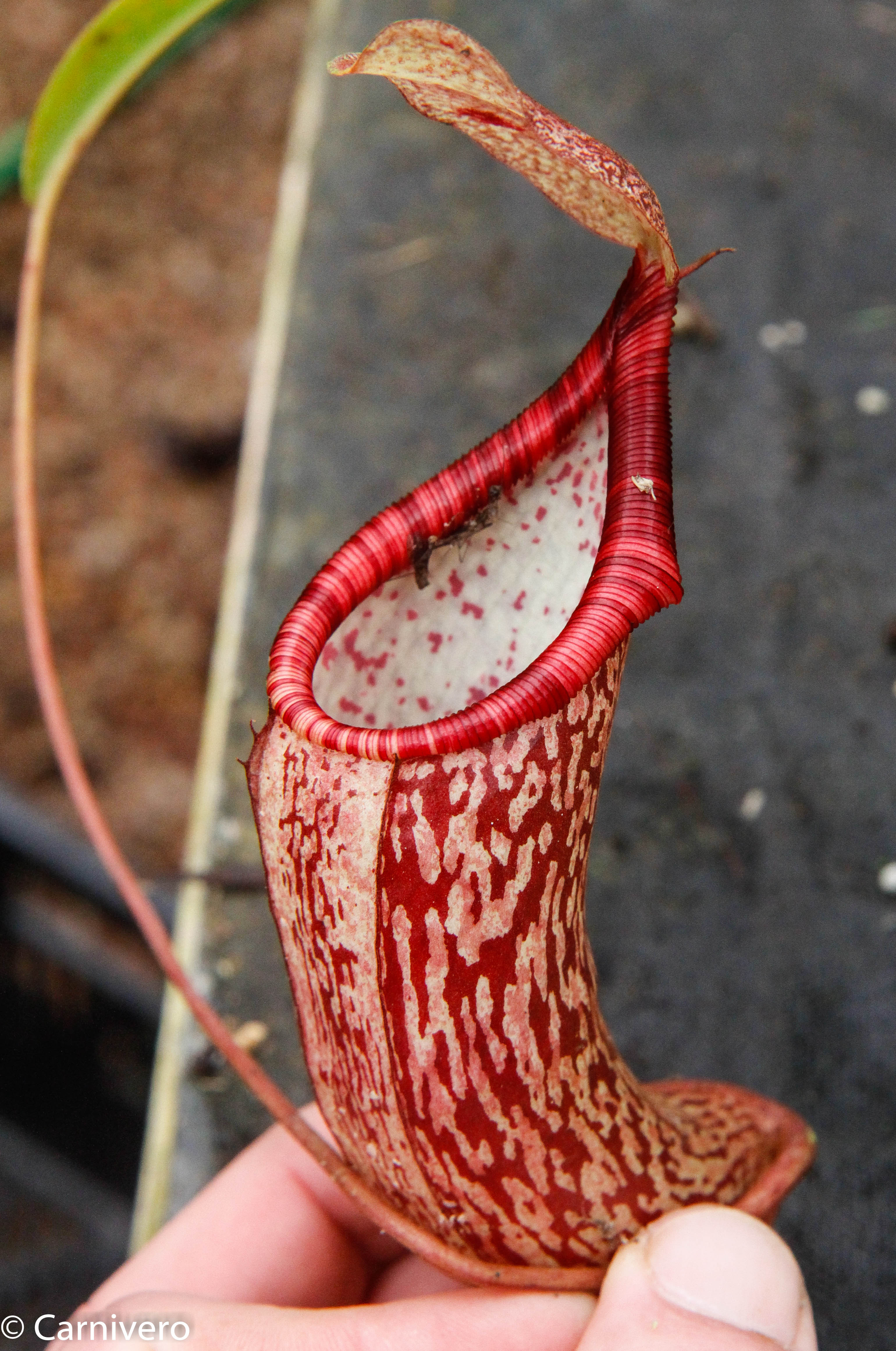 Nepenthes spectabilis x ventricosa, Exotica Plants – Carnivero