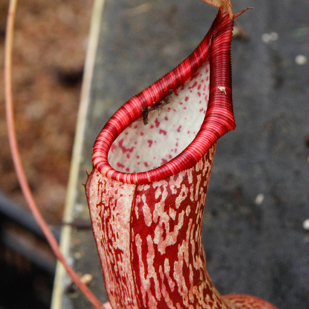 
                      
                        Nepenthes spectabilis x ventricosa, Exotica Plants
                      
                    