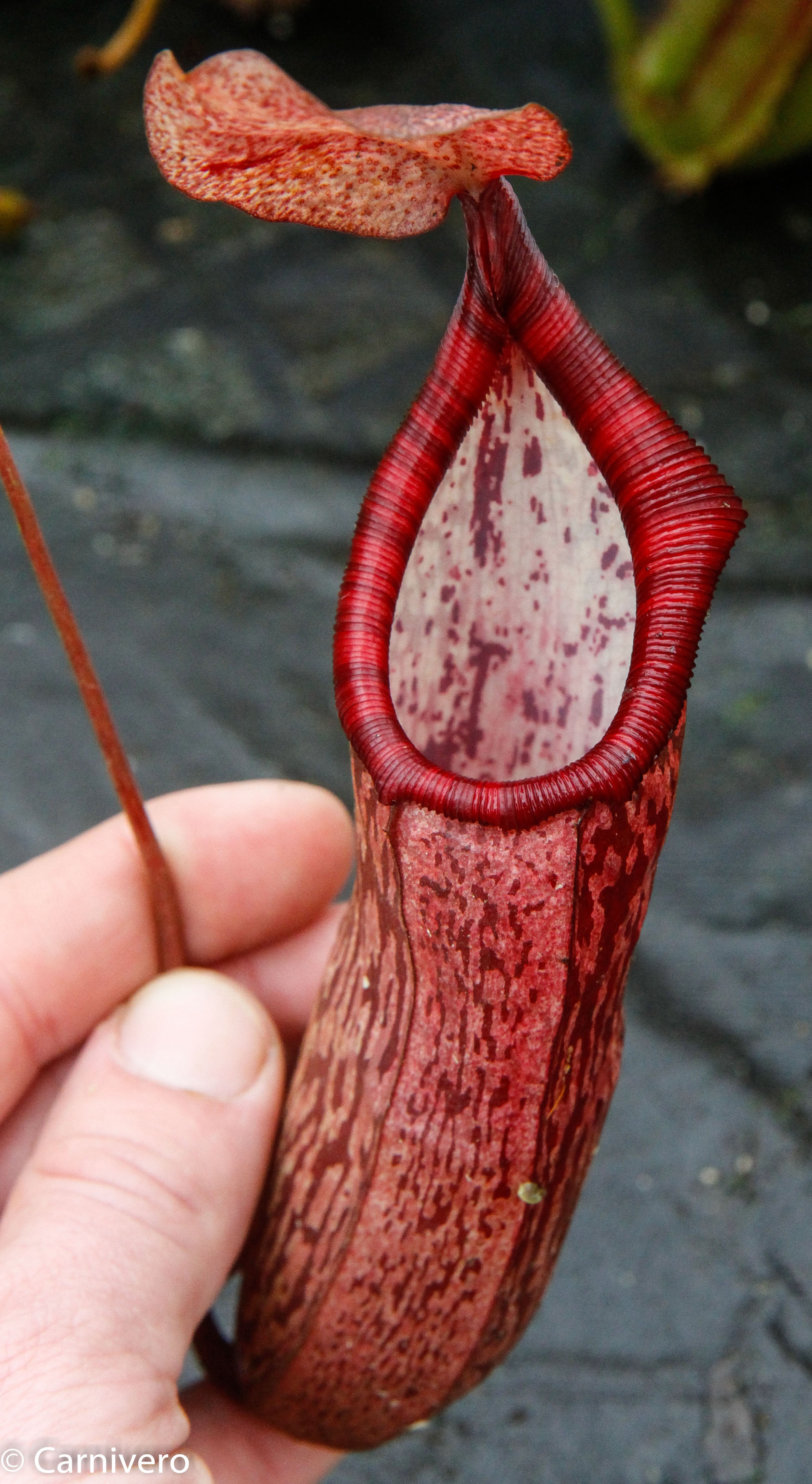 Nepenthes spectabilis x ventricosa, Exotica Plants – Carnivero