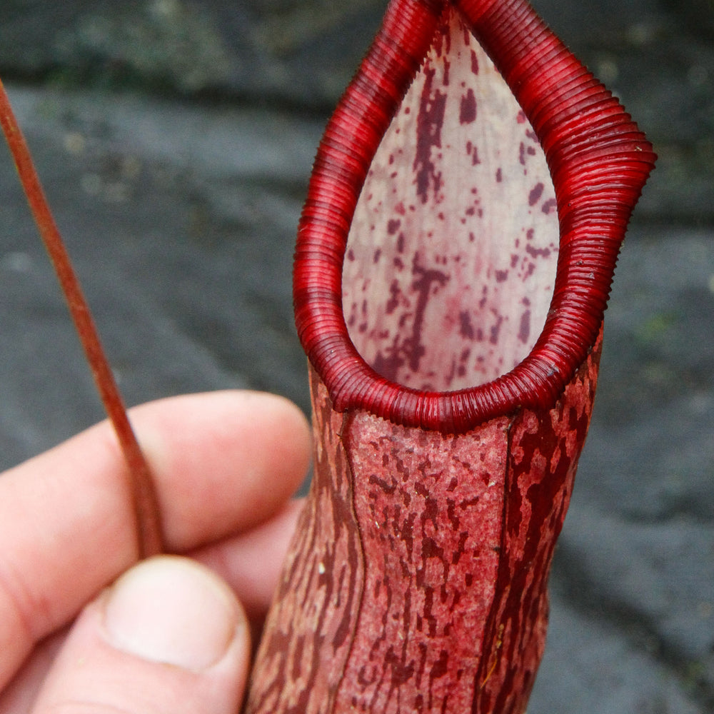 
                      
                        Nepenthes spectabilis x ventricosa, Exotica Plants
                      
                    