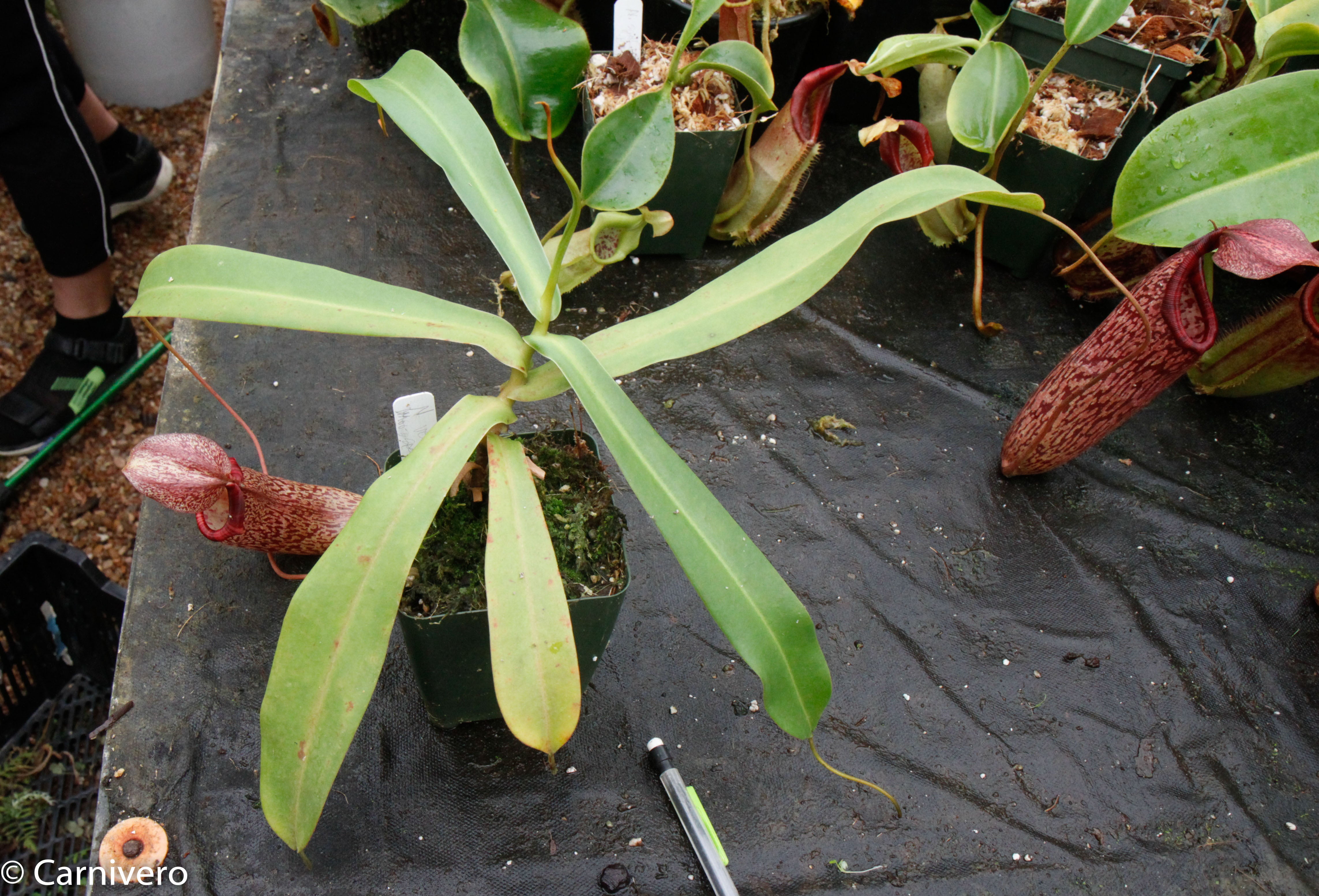 Nepenthes spectabilis x ventricosa, Exotica Plants – Carnivero